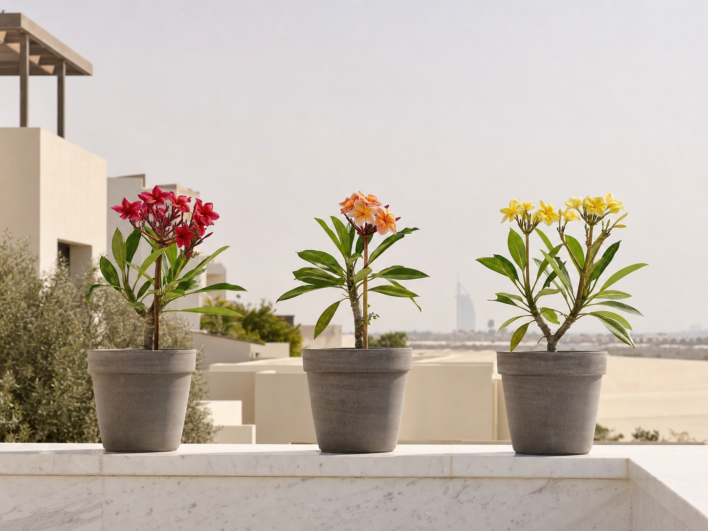 Three young potted frangipani on a Dubai terrace parapet at golden hour, with the skyline behind.