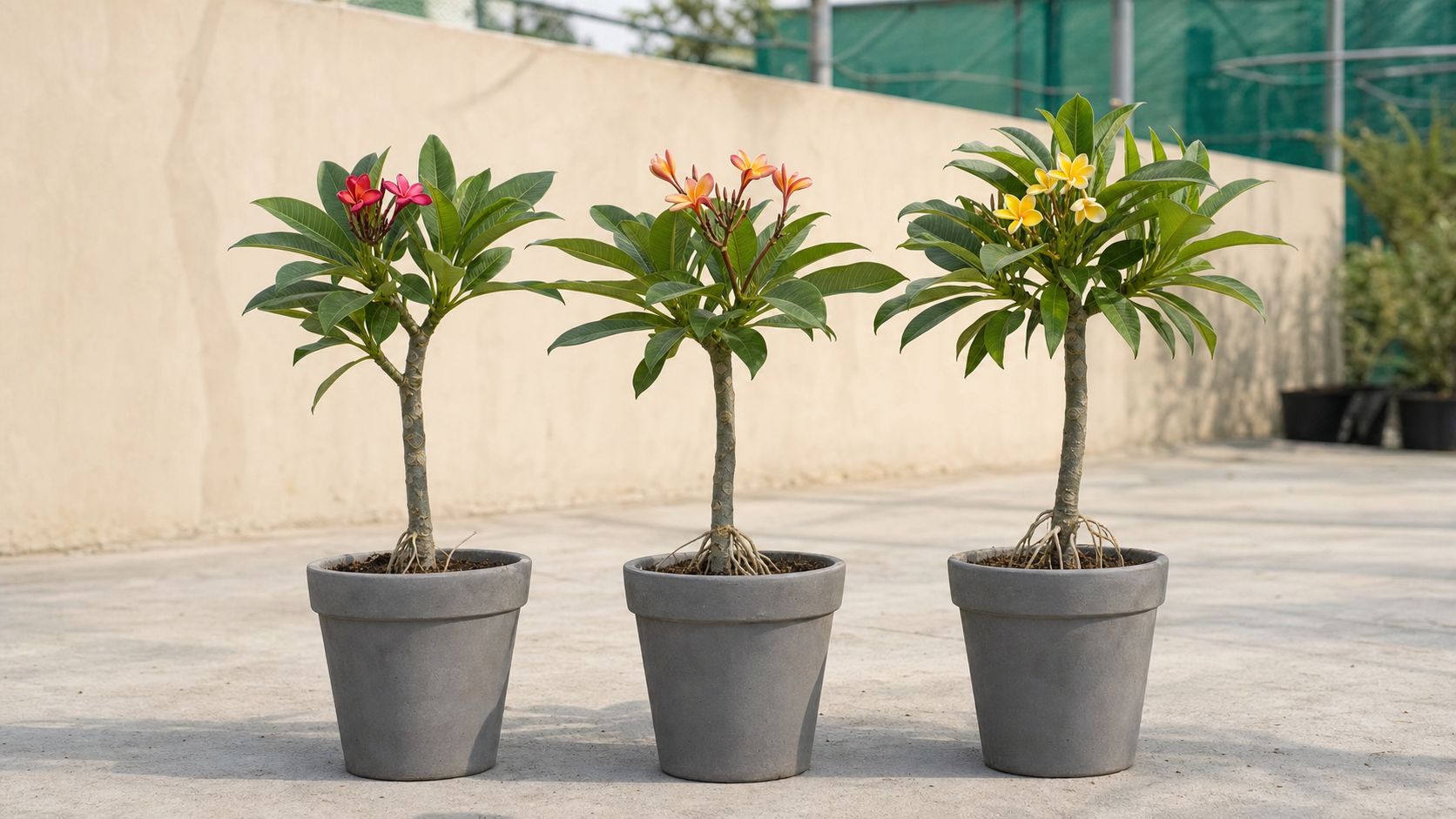Three young potted colored frangipani plants — red, orange and yellow — in grey pots at the Dubai nursery
