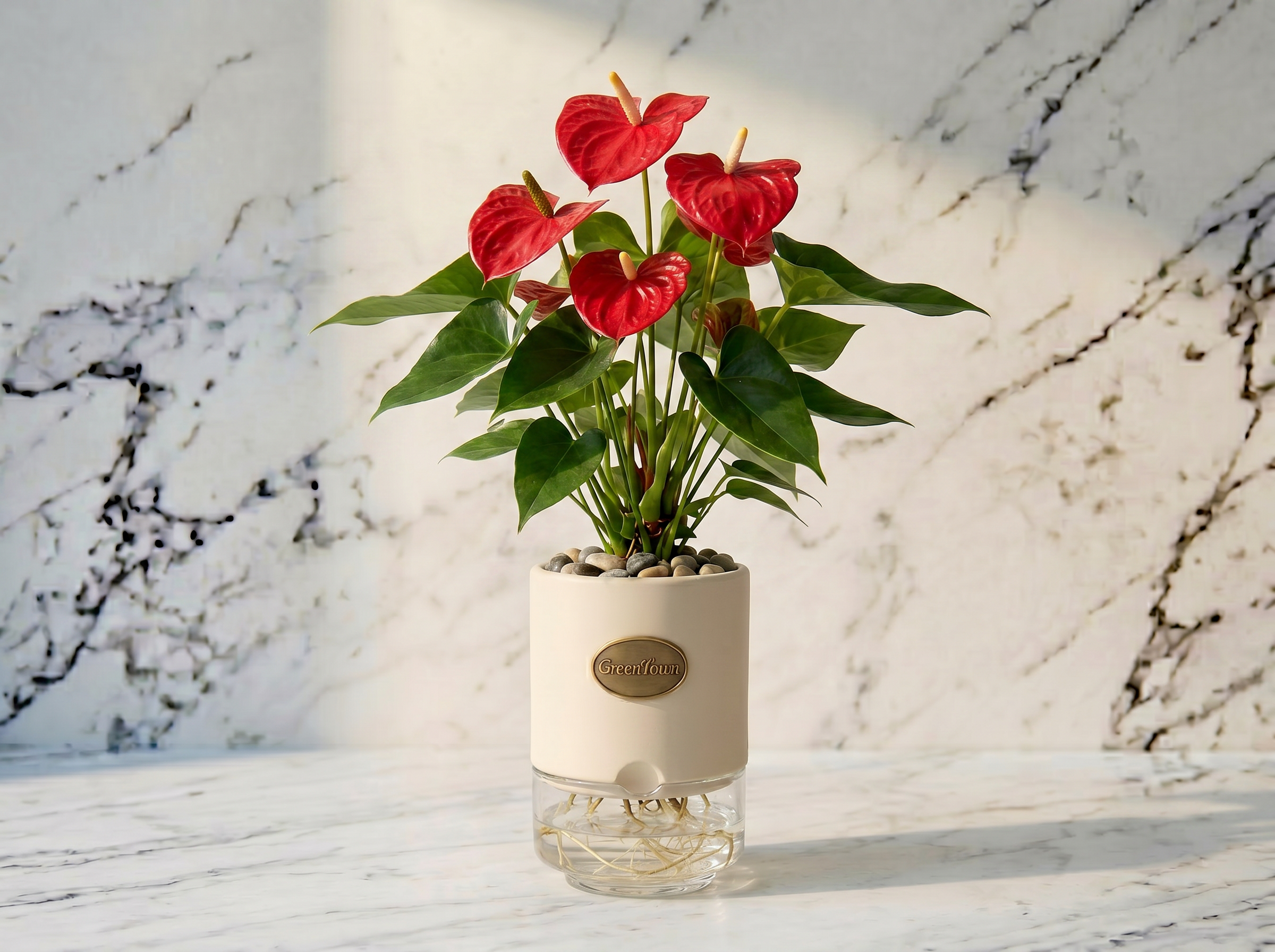 A full Anthurium with glossy red heart-shaped flowers and deep green leaves in the GreenTown signature vase. Matte cream cylindrical collar, pebbles in the collar top, fine roots visible in the clear water below. A pressed antique-brass GreenTown medallion on the collar front face.