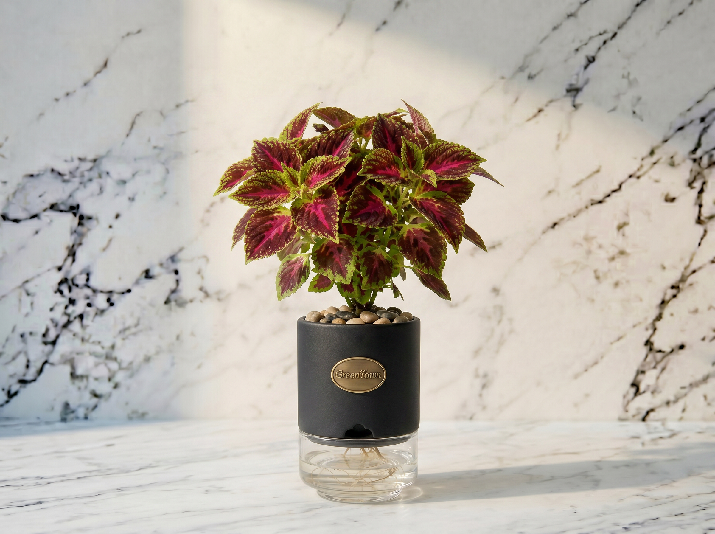 A compact bushy Coleus with vibrant burgundy, magenta and lime-green variegated leaves in the GreenTown signature vase. Matte black cylindrical collar, pebbles in the collar top, fine roots visible in the clear water below. A pressed antique-brass GreenTown medallion on the collar front face.