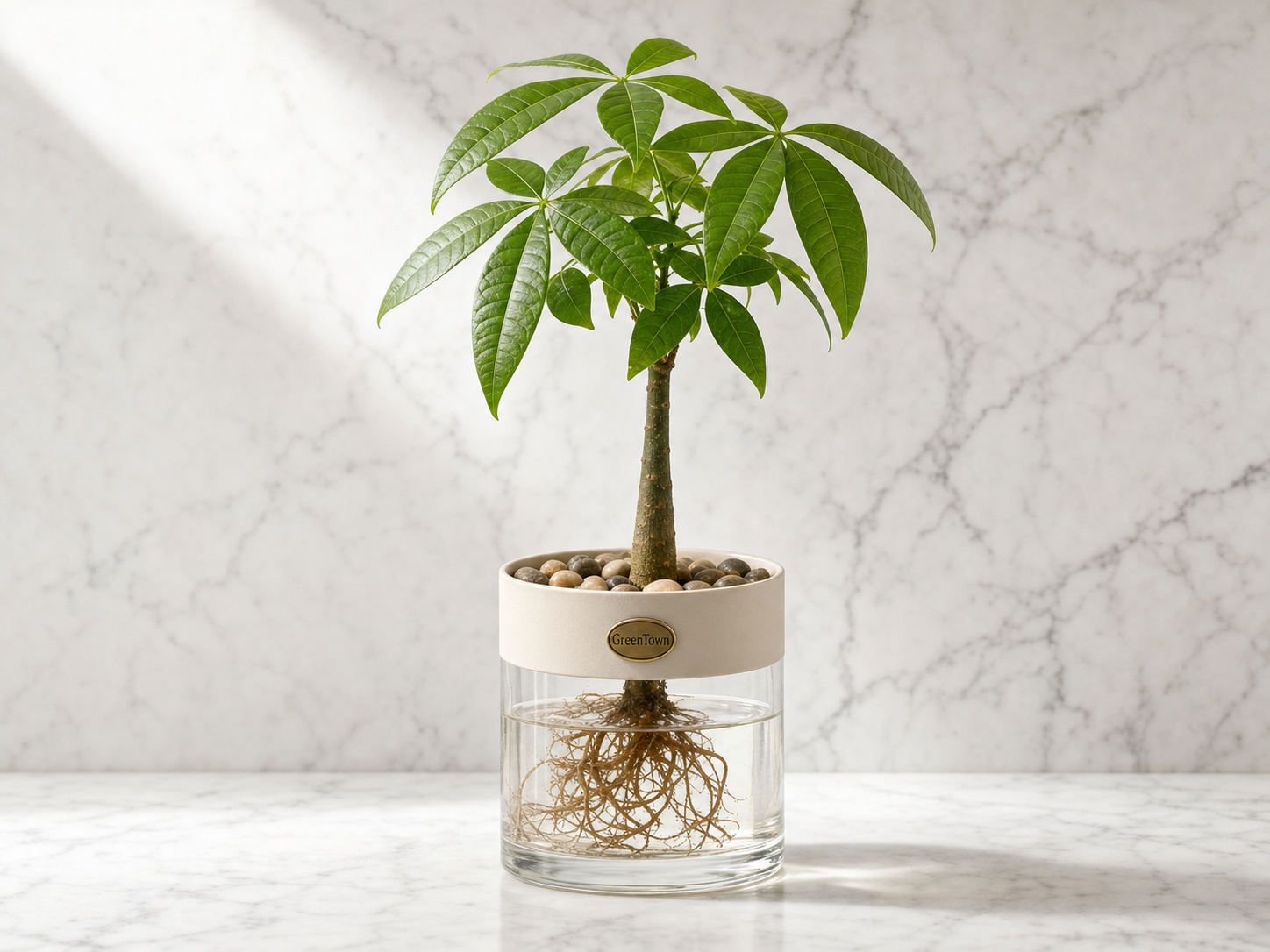 A Money Tree (Pachira) with a single upright trunk and a canopy of bright green palmate leaves in the GreenTown signature vase. Matte cream cylindrical collar, pebbles in the collar top, fine roots visible in the clear water below. A pressed antique-brass GreenTown medallion on the collar front face.