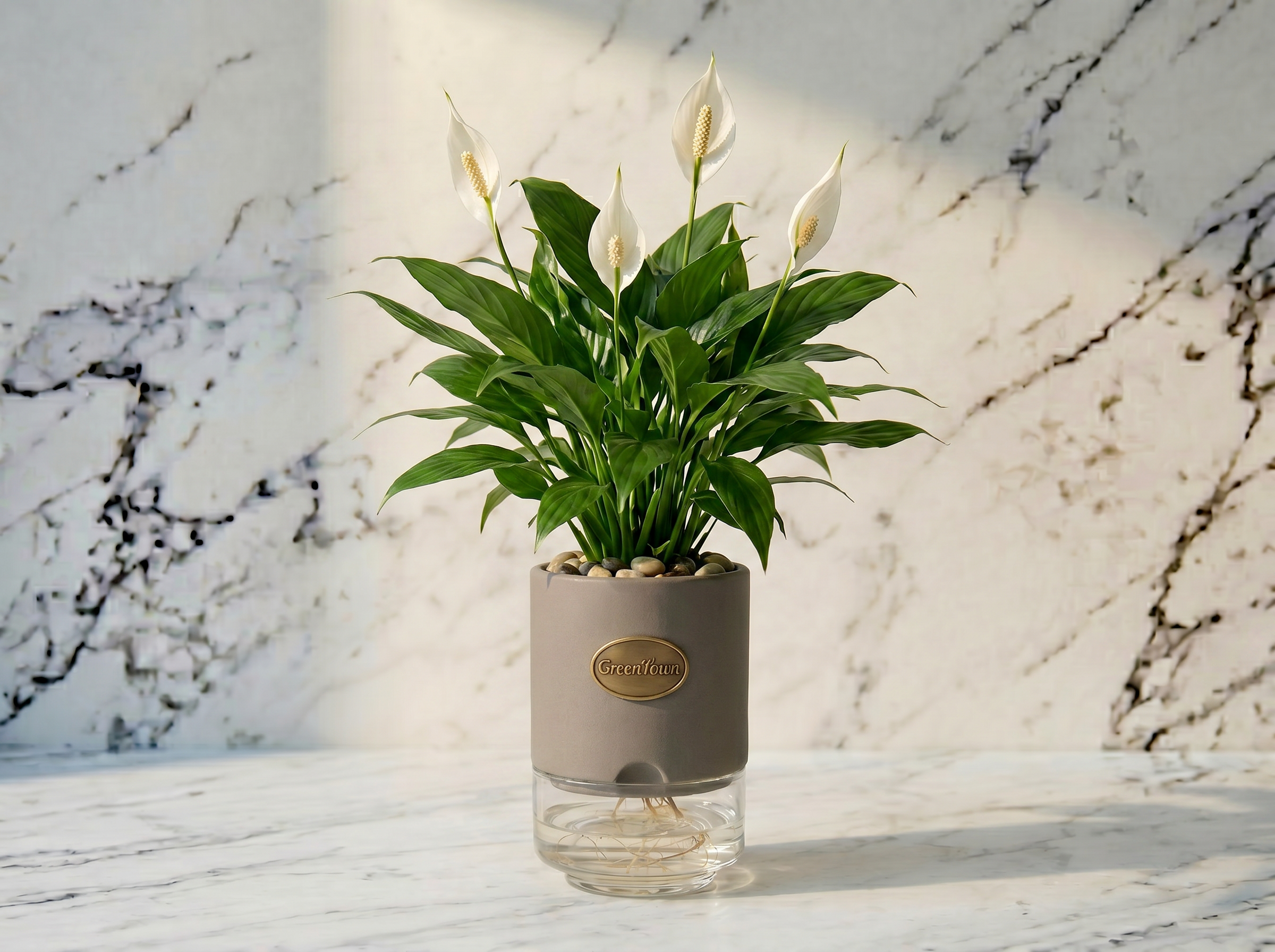 A full Peace Lily with elegant white spathe flowers and deep green lance-shaped leaves in the GreenTown signature vase. Matte warm stone-grey cylindrical collar, pebbles in the collar top, fine roots visible in the clear water below. A pressed antique-brass GreenTown medallion on the collar front face.